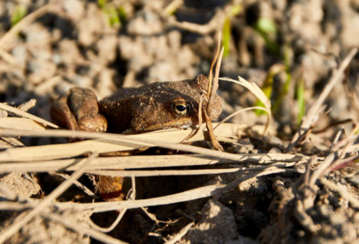 Под Киришами дорожники спасли любопытную жабу во время ремонта трассы