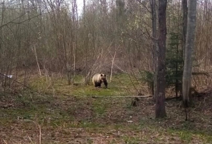 Медведи повадились выходить к людям в лесах под Тихвином