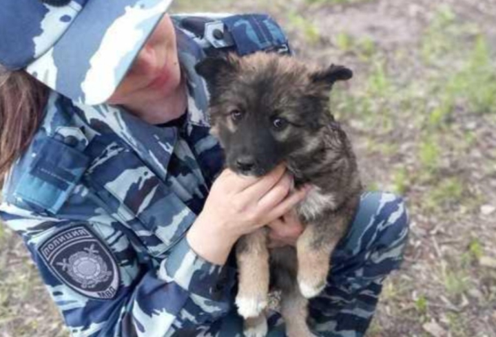 В Новосибирске полицейские спасли замерзающего щенка Муху