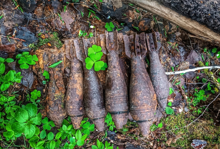 Грибник собрал корзину гигантских строчков и комплект боеприпасов для миномета в лесу под Кировском