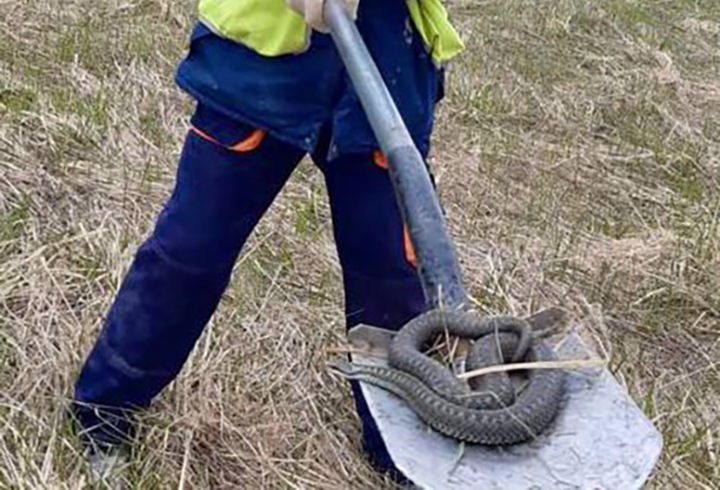 Дорожники во время ремонта трассы под Киришами нашли змею в покрышках на обочине