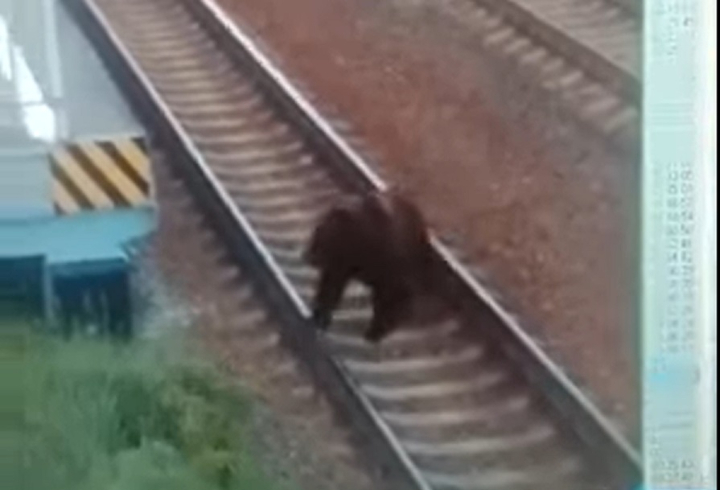 Видео: Медведь пришел на ж/д платформу под Выборгом