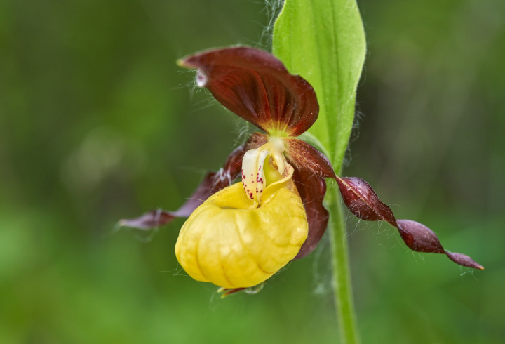 Редкие дикие орхидеи заметили сразу в нескольких районах Ленобласти