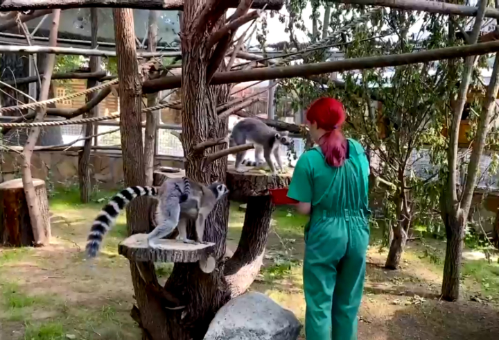 Кошачьи лемуры из Ленинградского зоопарка справили новоселье в летнем вольере