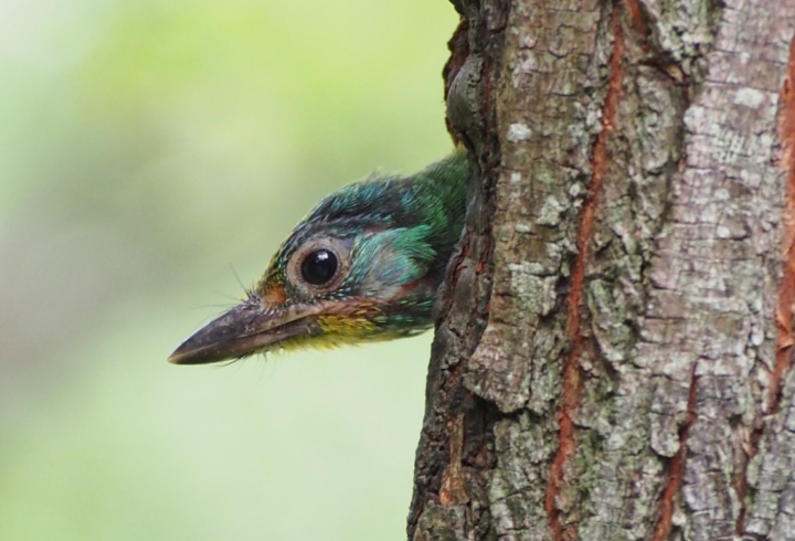Петербургские орнитологи объяснили, что делать с выпавшими из гнезда птенцами