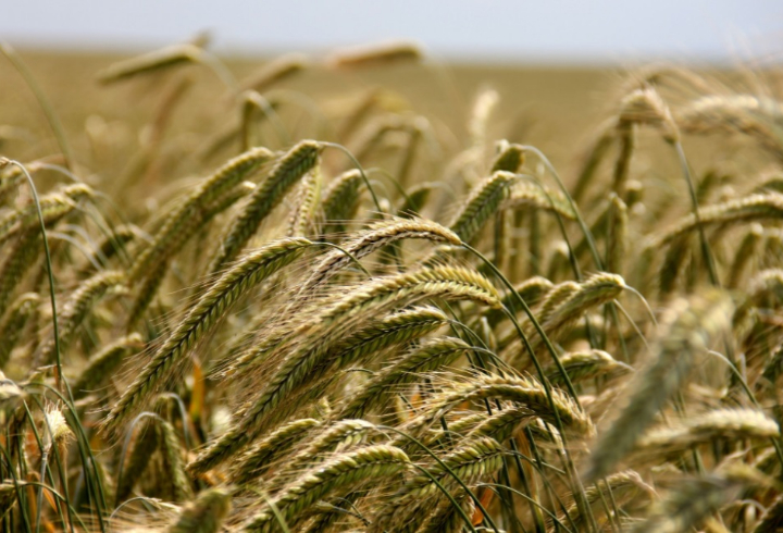 Правительство РФ утвердило список семян, ввоз которых может быть ограничен с 1 октября