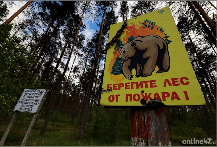 Александр Дрозденко отменил ограничения на посещение лесов Ленобласти