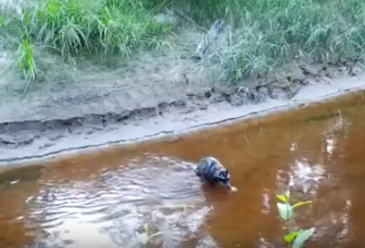 Енотовидная собака попала в объектив фотоловушки, переправляясь через реку в Нижне-Свирском заповеднике