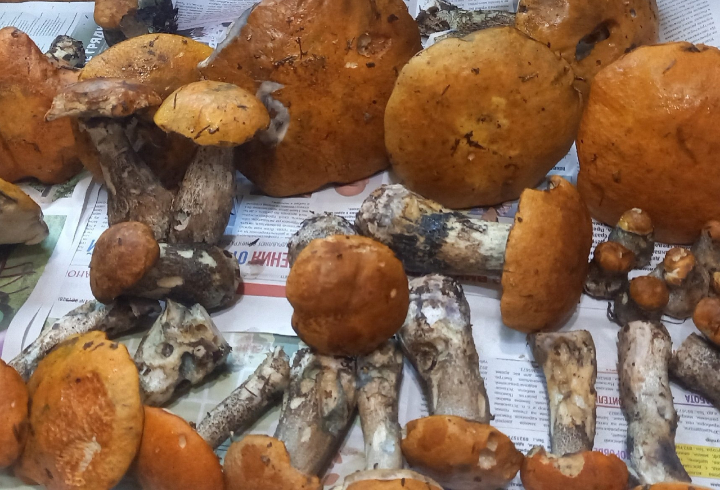 В лесах Выборгского района не заканчиваются грибы