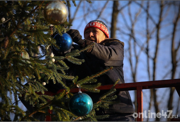 Праздник к нам приходит: В лесничествах Ленобласти с 1 декабря можно бесплатно срубить новогоднее дерево