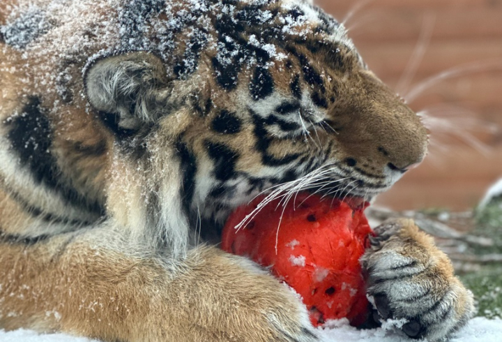В Ленинградском зоопарке показали игривого тигренка Зевса