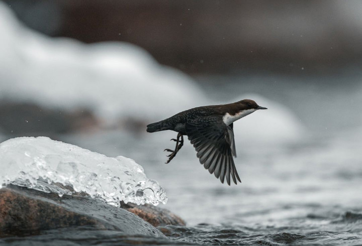 Фотографы показали птиц, зимующих в Петербурге