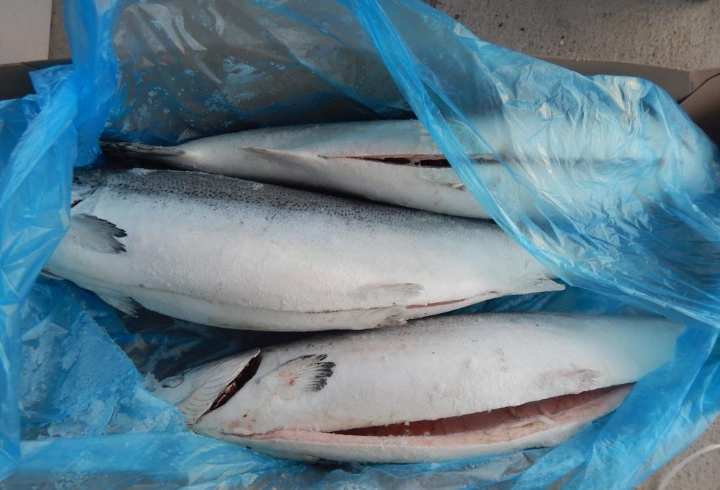 В 2023 году рыбу из Ленобласти и Петербурга направили на экспорт в 11 стран