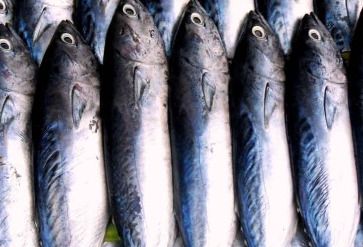 Почти 500 тонн рыбы экспортировали из Петербурга и Ленинградской области в 2023 году