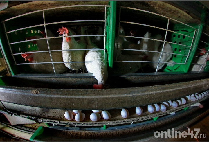 Россельхознадзор: поставки куриных яиц из Белоруссии в Россию за год выросли почти вдвое