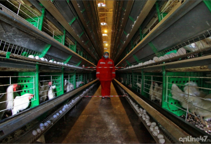 За неделю куриные яйца в России подешевели на 1%