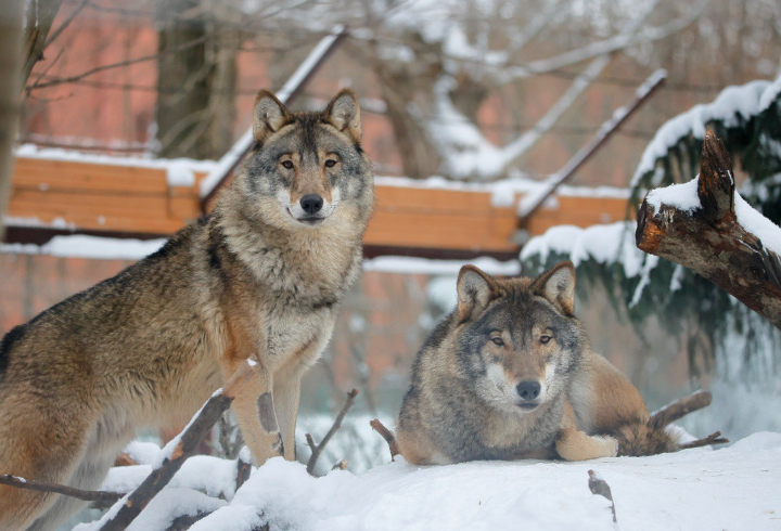 Волки в Ленинградском зоопарке наслаждаются морозами