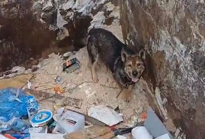 В Лодейном Поле спасли собаку, провалившуюся в мусорный контейнер