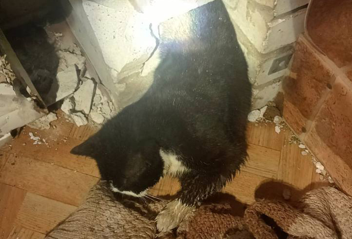 Сотрудники «Леноблпожспаса» спасли жизнь застрявшему в кирпичной кладке дома коту