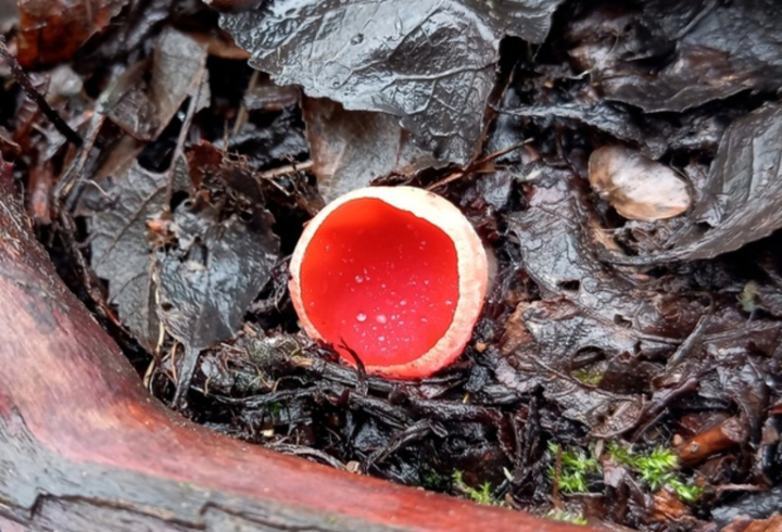 В лесах Ленинградской области появляются первые в 2024 году съедобные грибы