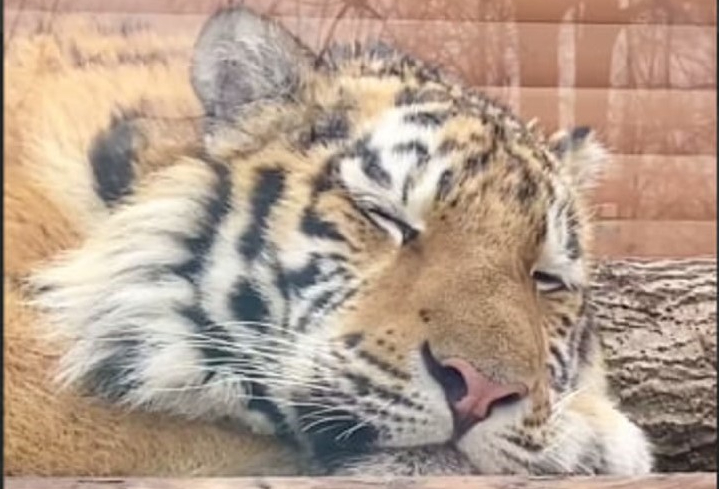 Сотрудники Ленинградского зоопарка показали тигра Зевса в День кошек
