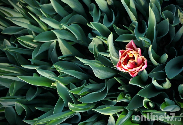Цветок радости и счастья: где тюльпаны 