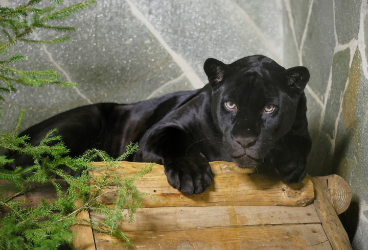 Сотрудники Ленинградского зоопарка опубликовали новые фото черного ягуара