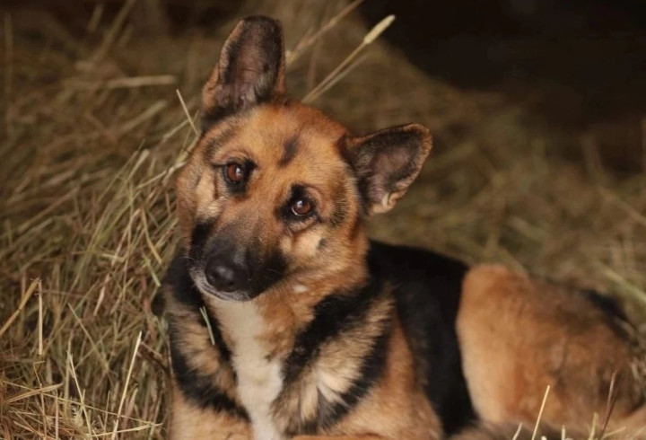 В Петербурге и Ленобласти ищут собаку погибшего бойца СВО