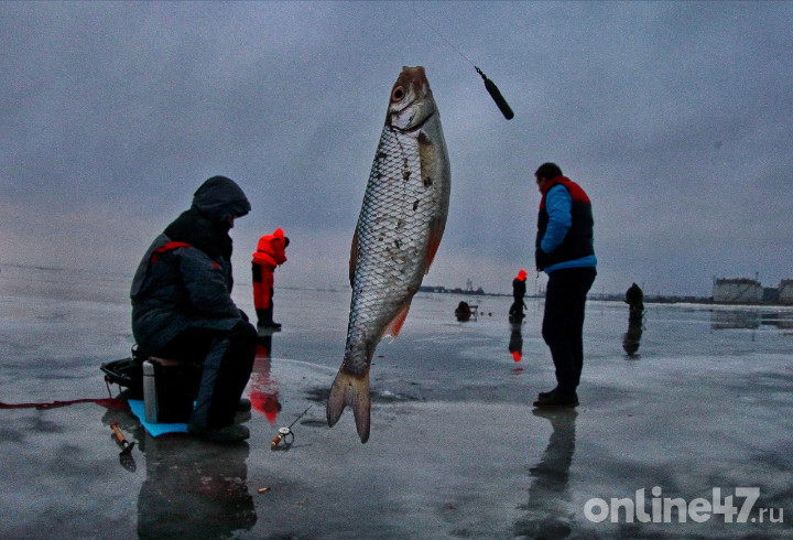 В Усть-Луге выпустят 1000 мальков лосося в Нарву