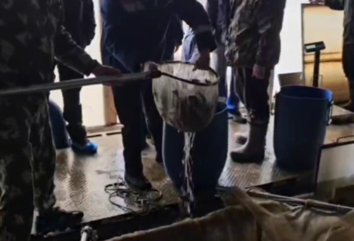 Более 29 тысяч мальков палии выпустили в Ладожское озеро