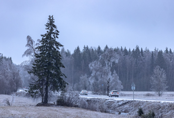 Хрустальный лес запечатлели фотографы в Ленинградской области