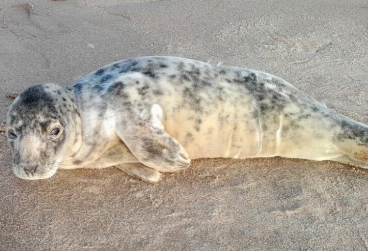 Самку серого тюленя спасли в Кингисеппском районе