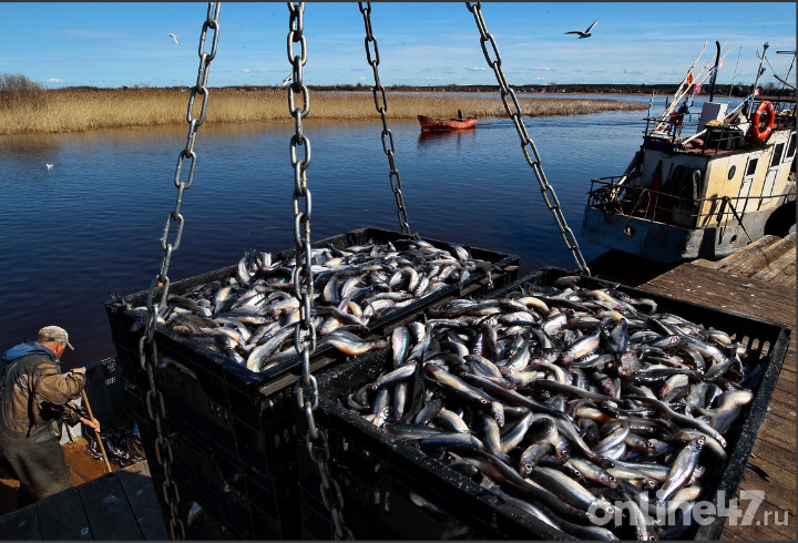 В Ленобласти в 2024 году откроется несколько рыбных хозяйств