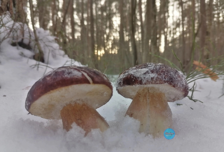 В лесу под Выборгом нашли съедобные грибы