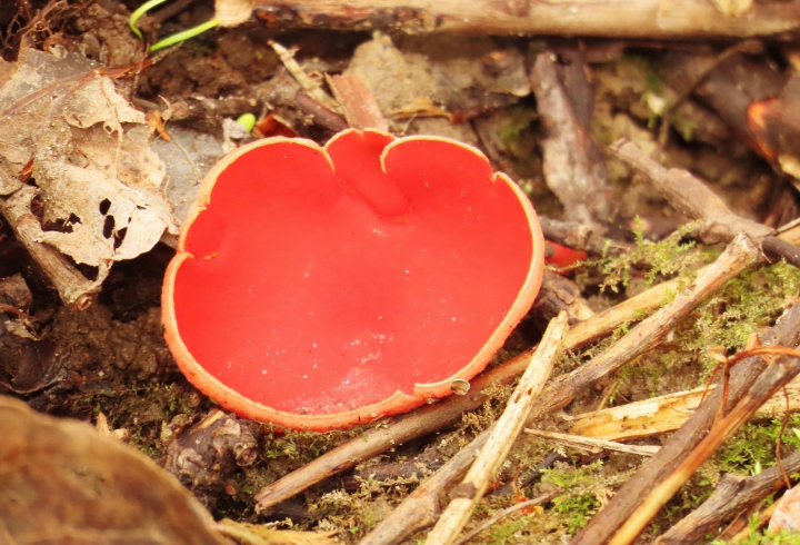 Жители Ленобласти делятся фотографиями первых грибов, найденных в лесах региона
