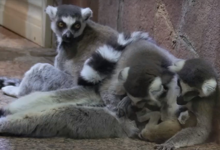 В Ленинградском зоопарке у многодетной самки кошачьего лемура Нимфы родились еще два малыша