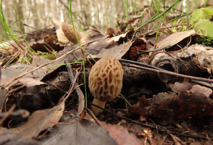 Деликатесные грибы нашли ленинградцы в лесу под Всеволожском