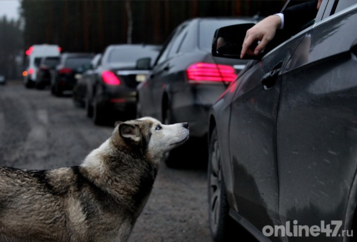 В Гарболово проходит забег с собаками «Косолапый трейл»