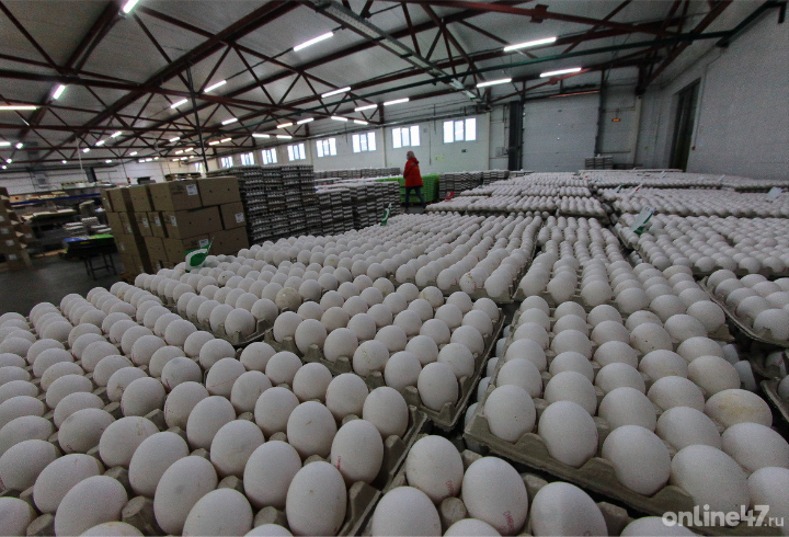 Производство яиц в Ленобласти в первом квартале года увеличилось на 3,7%