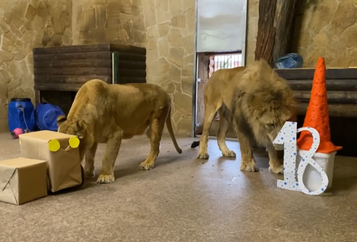 В Ленинградском зоопарке отпраздновали 18-й день рождения льва Адама