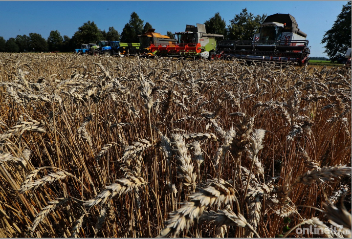 Bloomberg: Россия остается крупнейшим мировым поставщиком пшеницы