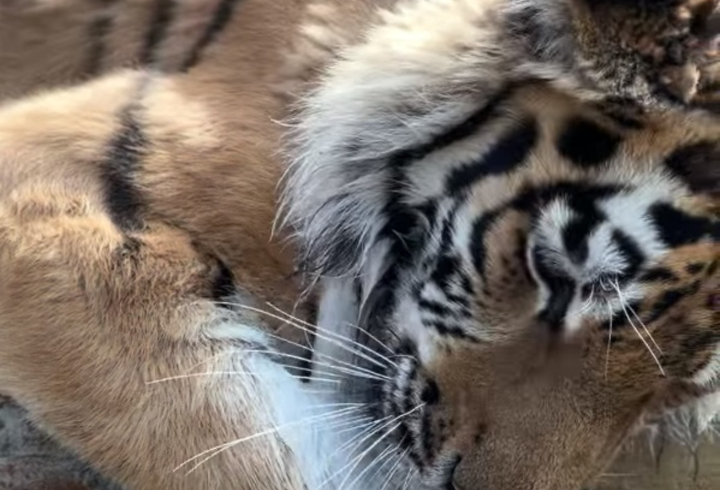Ленинградский зоопарк показал видео, где тигр Зевс играет с водой в бассейне
