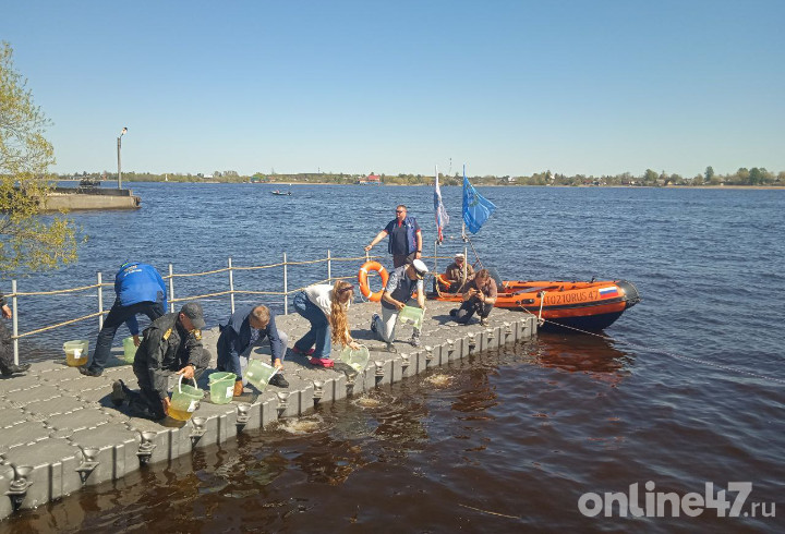 Мальков молоди рыб выпустили в реку Волхов на фестивале «Корюшка идет!»