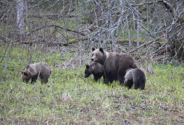 Фотоловушка Нижне-Свирского заповедника запечатлела обедающую медвежью семью
