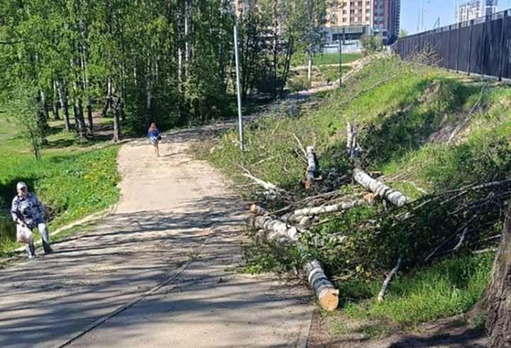 Жители Кудрово выступают против вырубки деревьев в парке Оккервиль