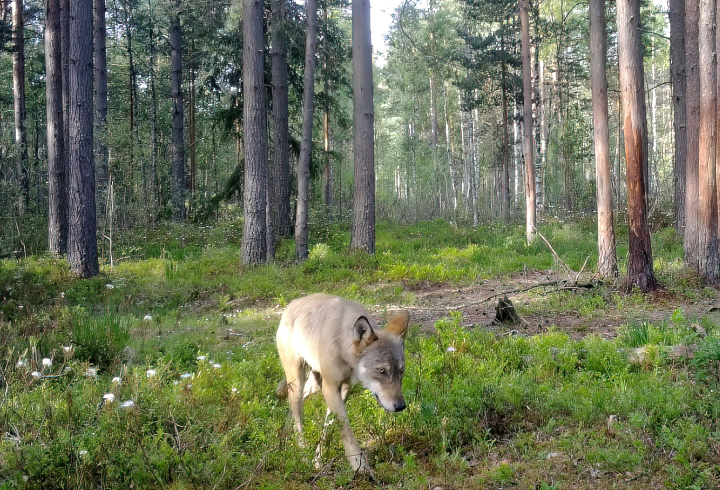 У волков в Ленинградской области продолжается линька