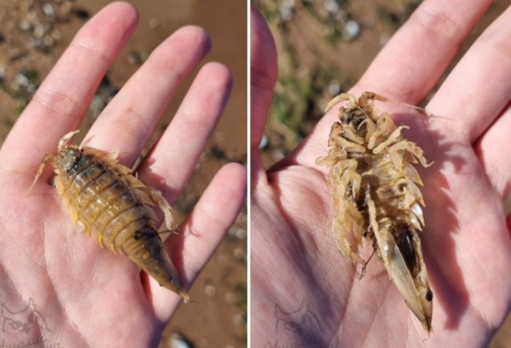 На Сестрорецком пляже в Петербурге обнаружили морских тараканов