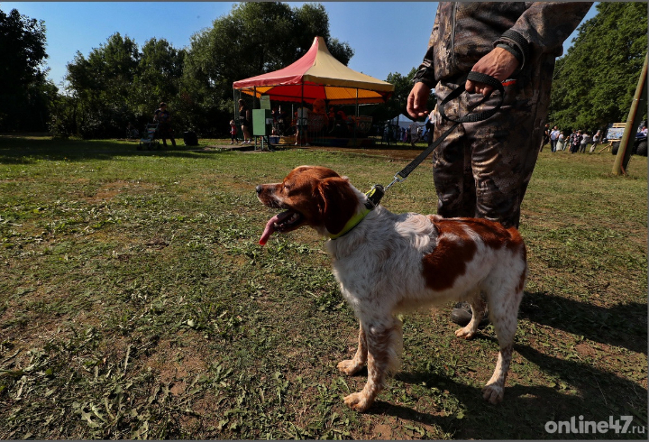 Более 40 собак-проводников помогает жителям Ленобласти с проблемами по зрению