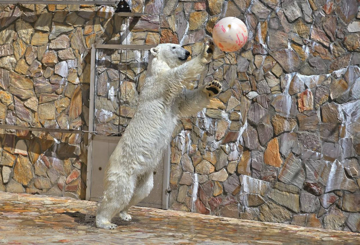 Тест на прочность и летучесть: Ленинградский зоопарк показал редкие кадры активного досуга полярной медведицы