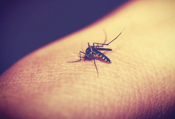 В Финляндии обнаружили переносящих лихорадку Западного Нила комаров